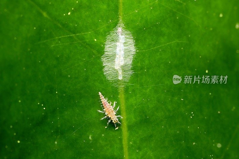 草蜻蛉幼虫(脉翅目;Chrysoperla sp.)清除未知的卵